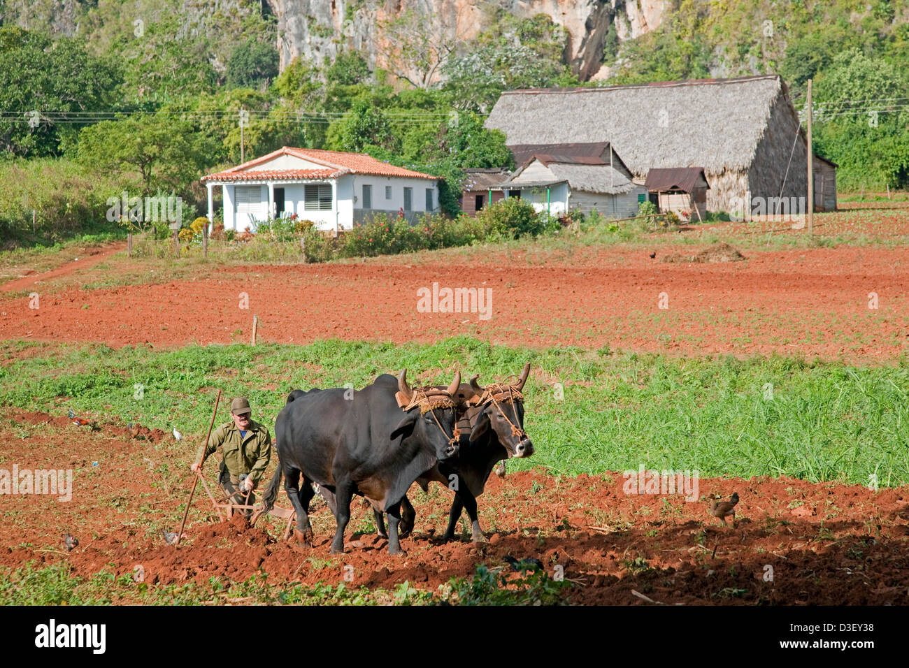 Granjero cubano de arar el campo con arado tirado por bueyes en una plantación de tabaco, Valle de Viñales / Valle de Viñales, Cuba Foto de stock