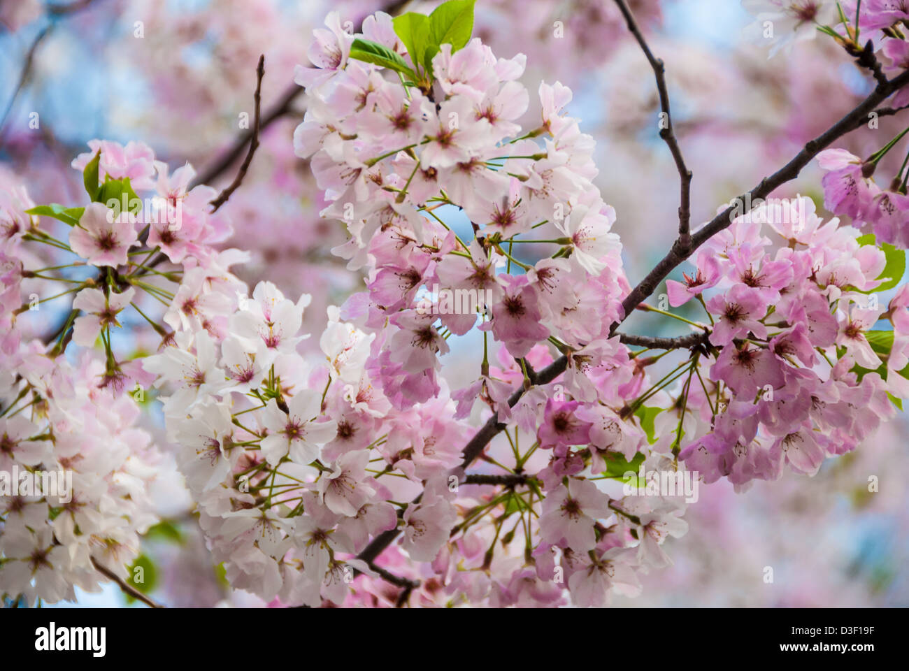 Hermosas flores de cerezo estallando con una paleta de colores pastel de primavera en el Parque Stone Mountain cerca de Atlanta, Georgia, EUA. Foto de stock