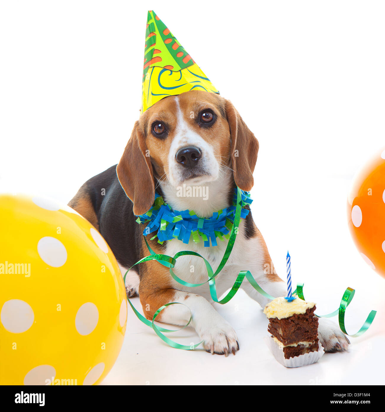Mascota perro Beagle primera celebración de fiestas de cumpleaños con tarta  hat y globos Fotografía de stock - Alamy
