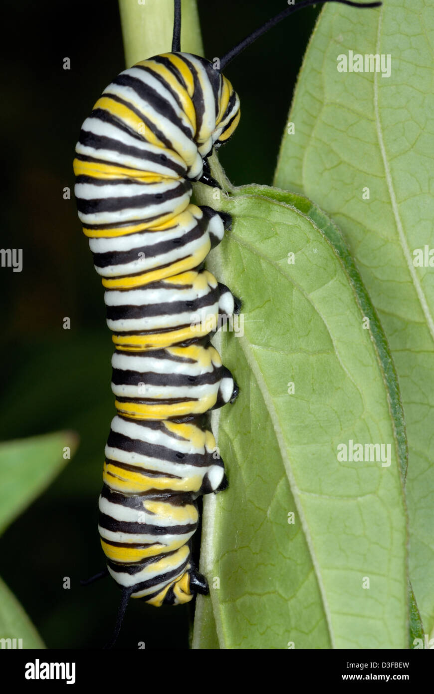 La oruga de la mariposa monarca Foto de stock