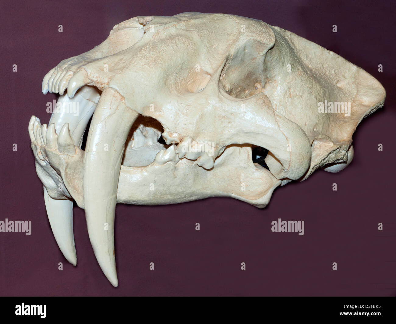 Cráneo del ahora extinto Sabertooth Cat (Smilodon fatalis) Foto de stock