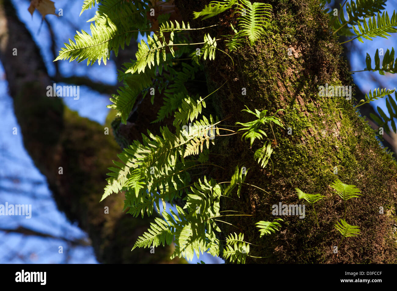 Helecho de regaliz que crecen en el tronco de árbol Foto de stock