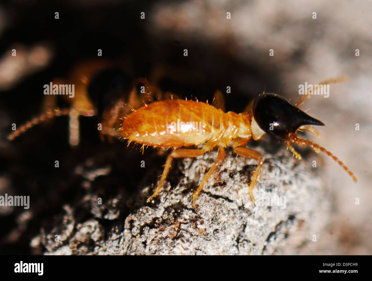 Soldados Nasutitermes corniger, una especie de termita arbórea Foto de stock