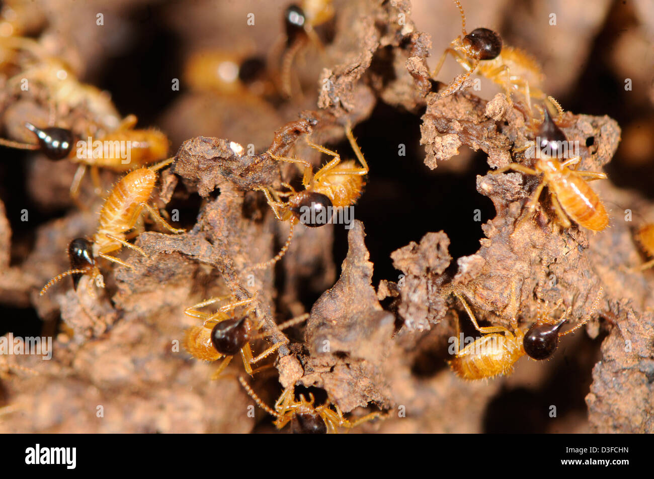 Soldados Nasutitermes corniger, una especie de termita arbórea Foto de stock