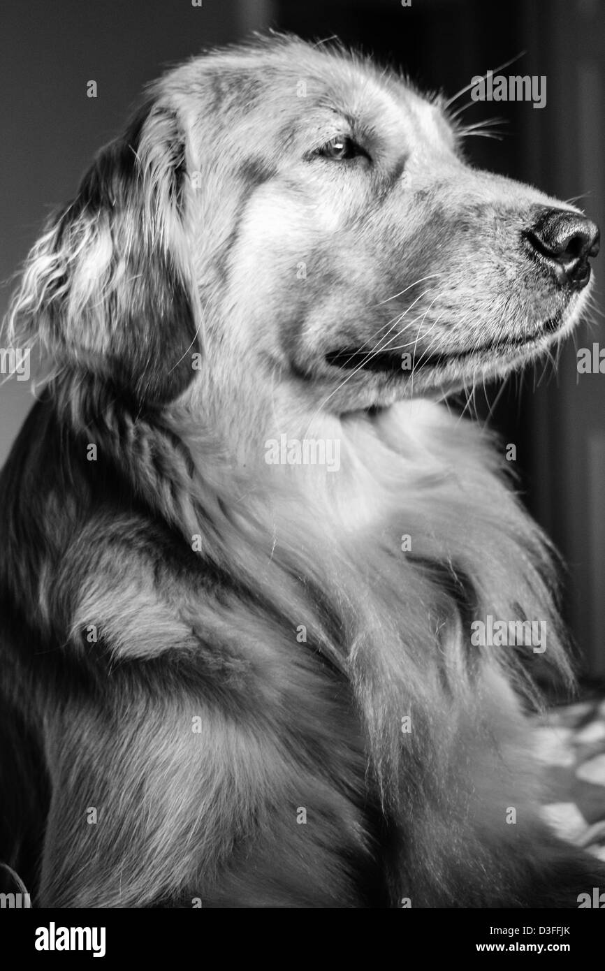 Golden Retriever Blanco Y Negro Fotos E Imagenes De Stock Alamy