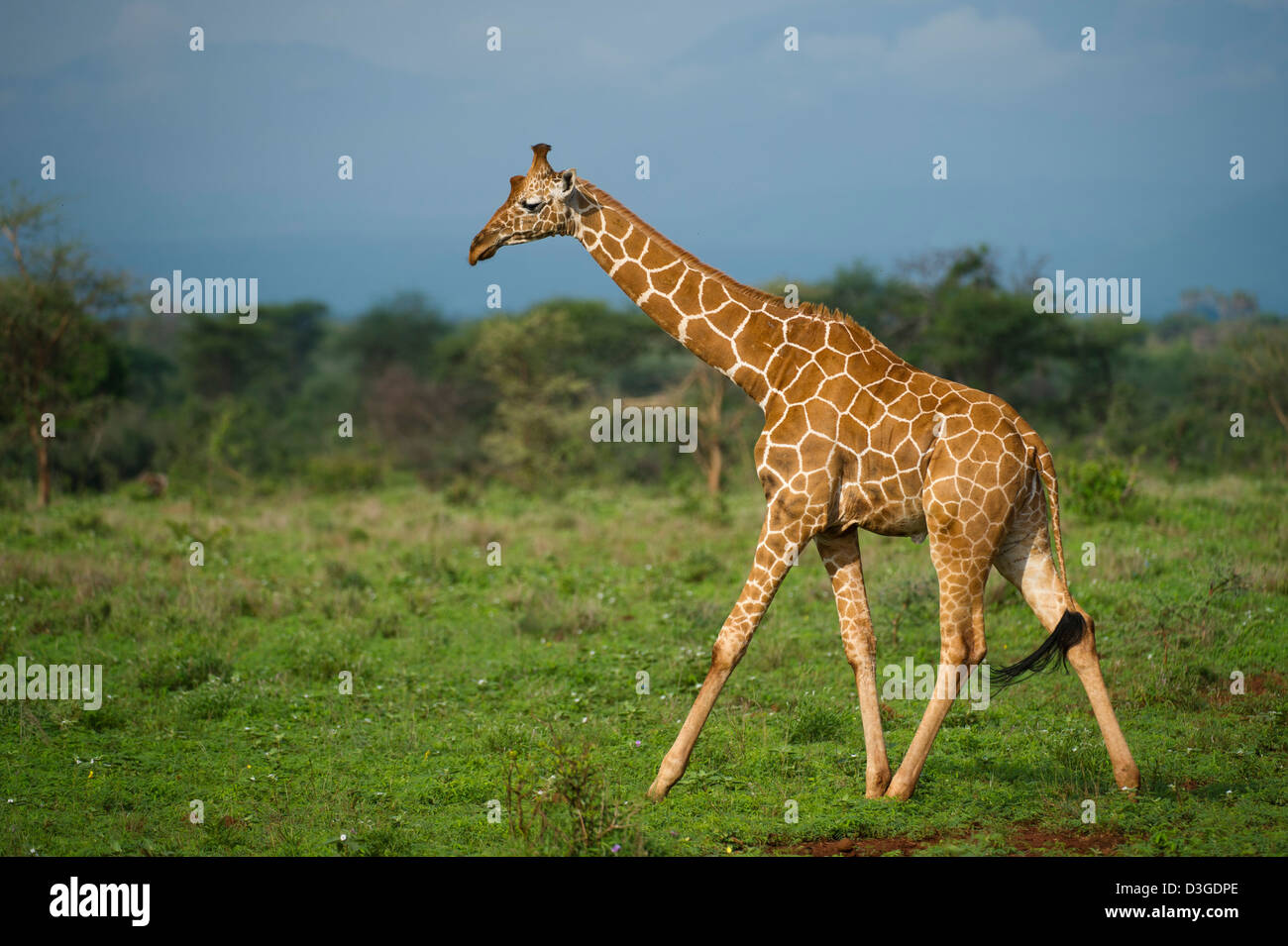 Jirafa reticulada ( Giraffa camelopardalis reticulata), Parque Nacional de Meru, Kenya Foto de stock