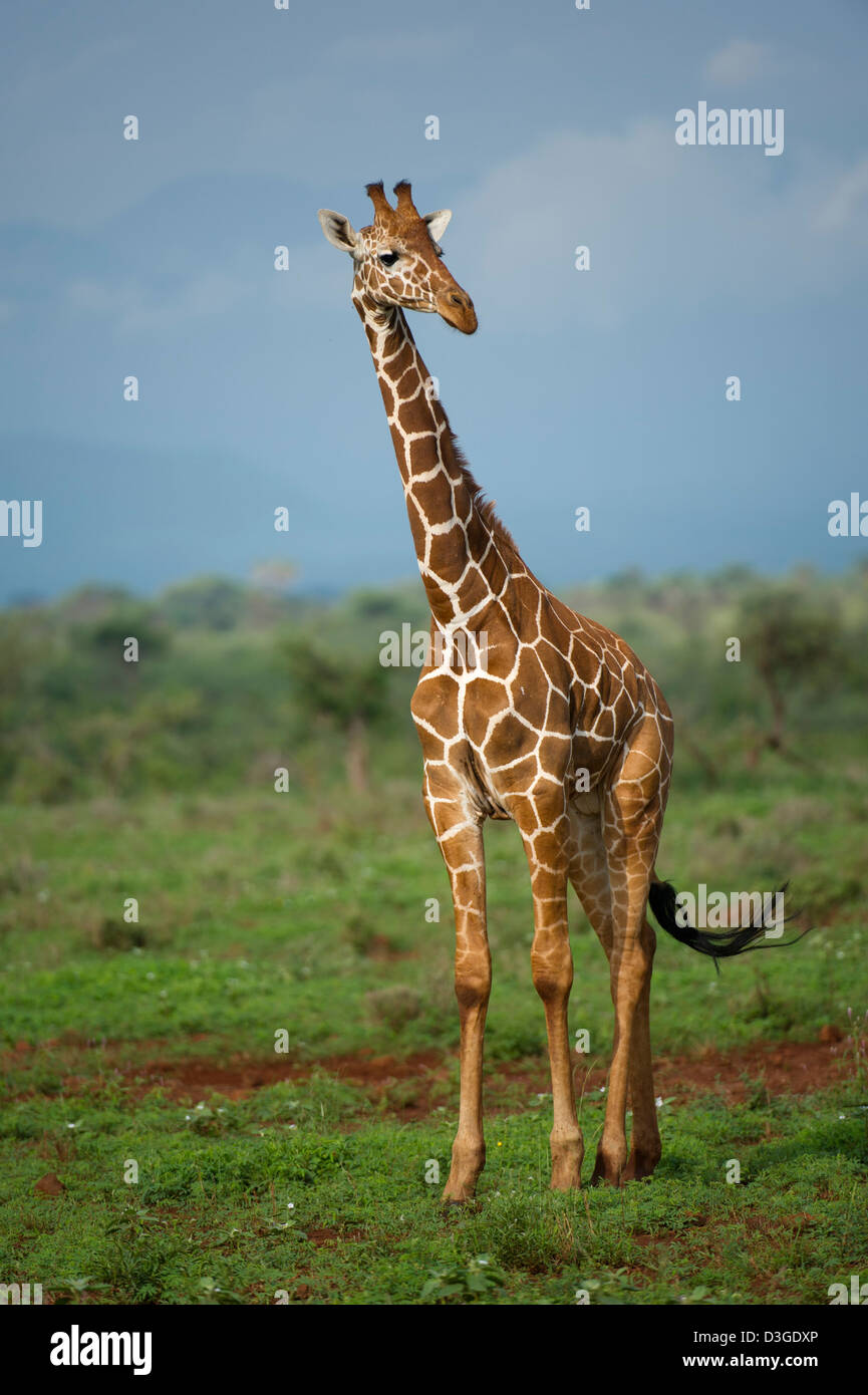 Jirafa reticulada ( Giraffa camelopardalis reticulata), Parque Nacional de Meru, Kenya Foto de stock