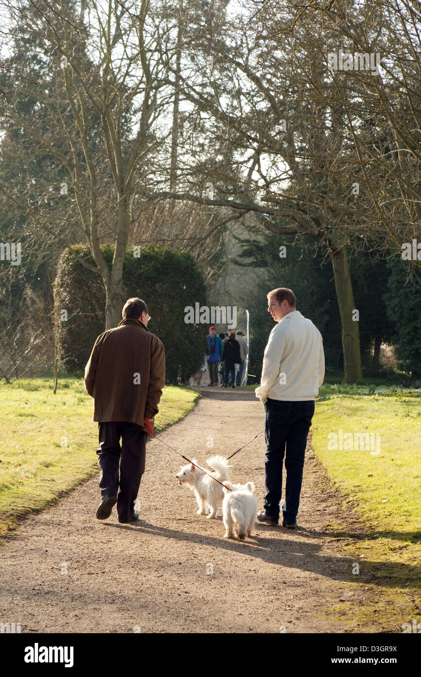Dos hombres caminando dos perros terriers ( ) de la parte trasera, Inglaterra, Reino Unido. Foto de stock