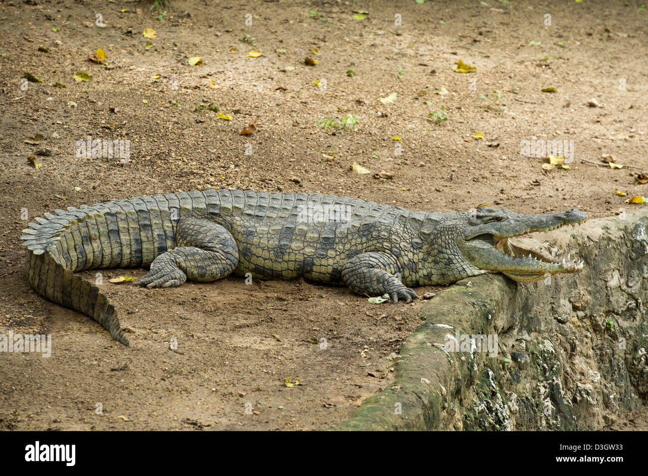 El cocodrilo del Nilo, Mamba Village, en Mombasa, Kenya Foto de stock