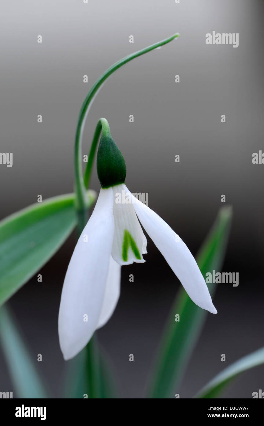 Galanthus caucasicus bombillas de campanilla de las nieves de febrero flores blancas de invierno retratos de planta close-ups pétalos marcas Foto de stock