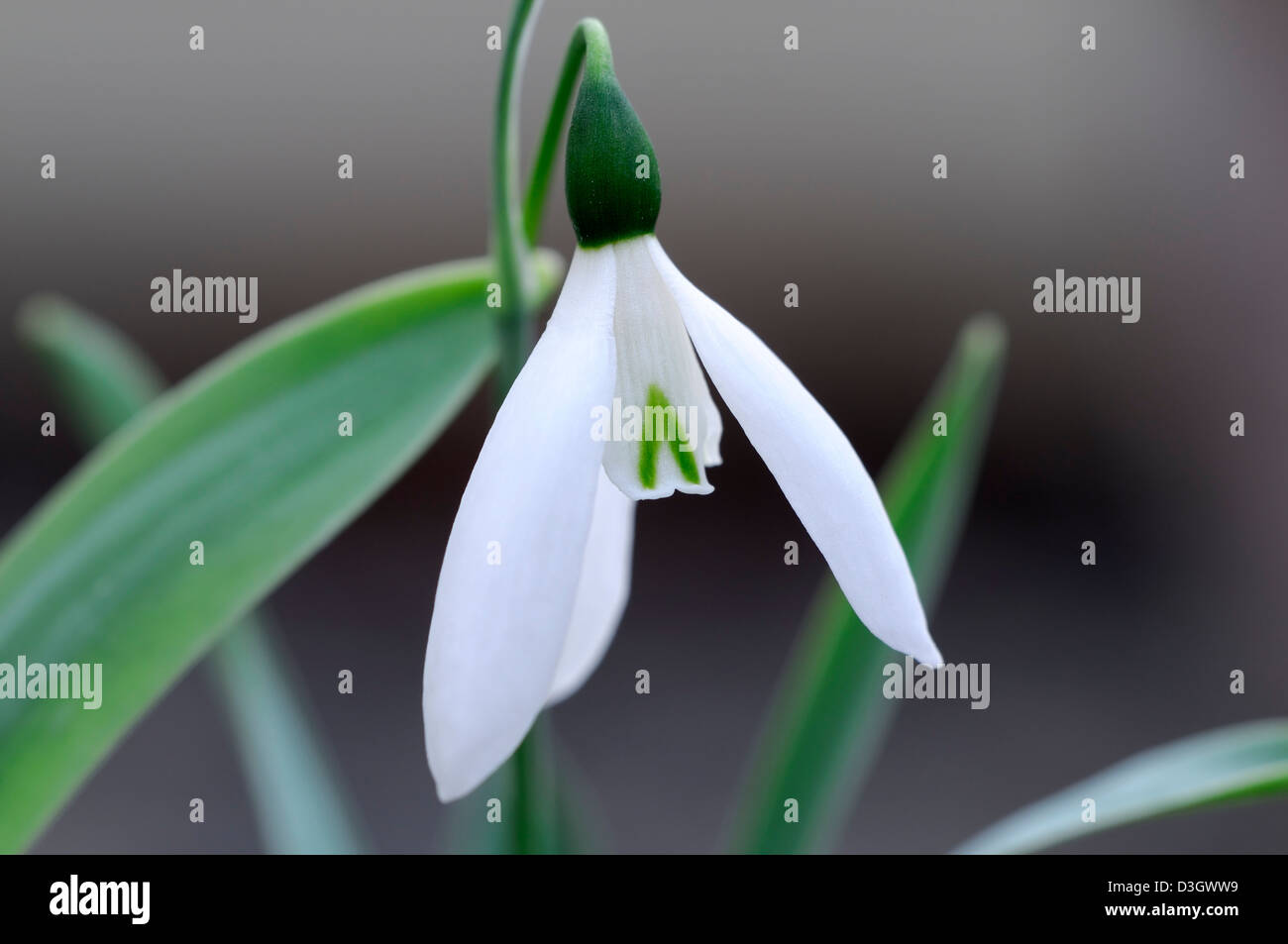 Galanthus caucasicus bombillas de campanilla de las nieves de febrero flores blancas de invierno retratos de planta close-ups pétalos marcas Foto de stock