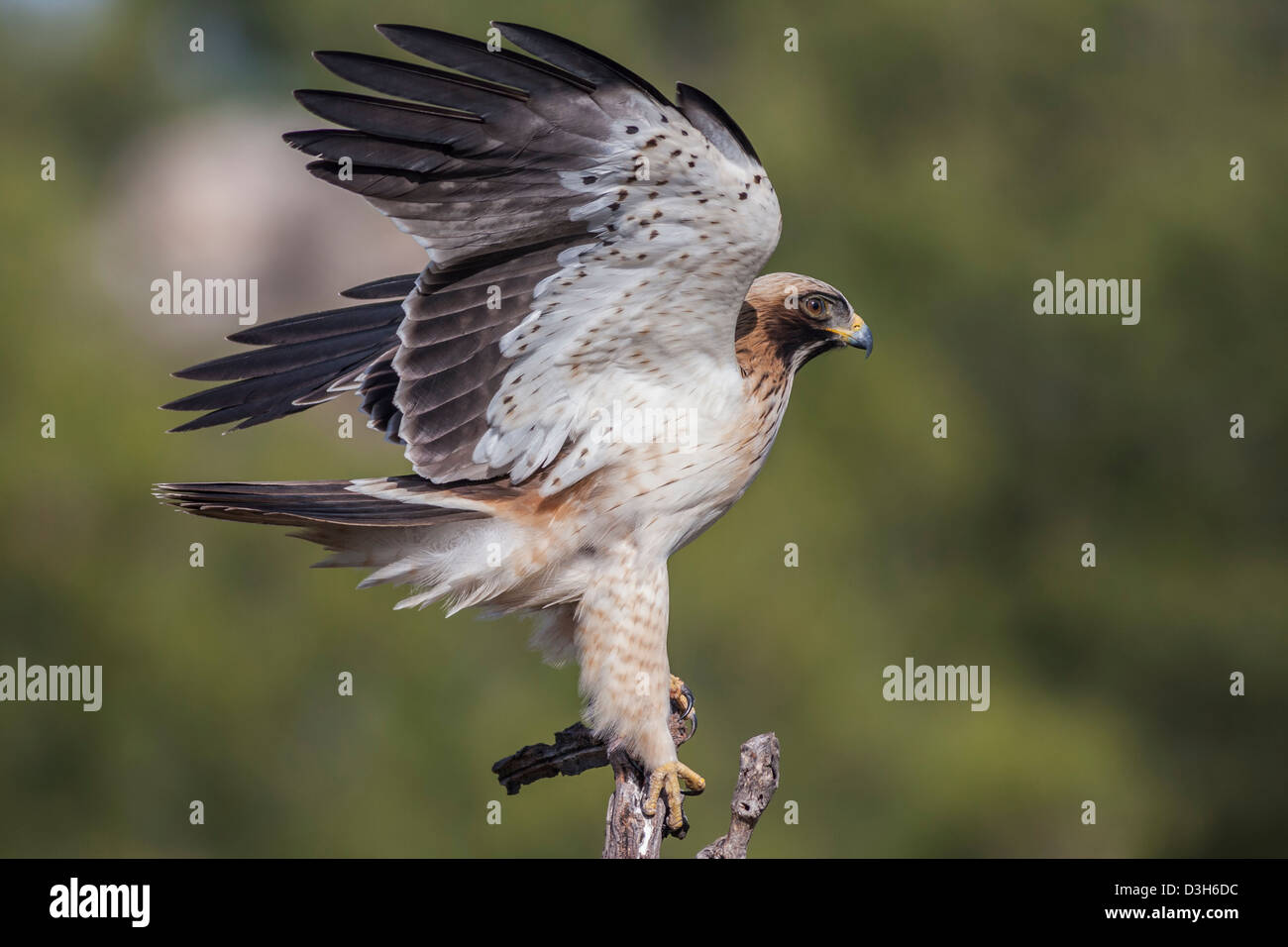 El águila calzada, el Aquila pennata, posado con las alas abiertas Foto de stock