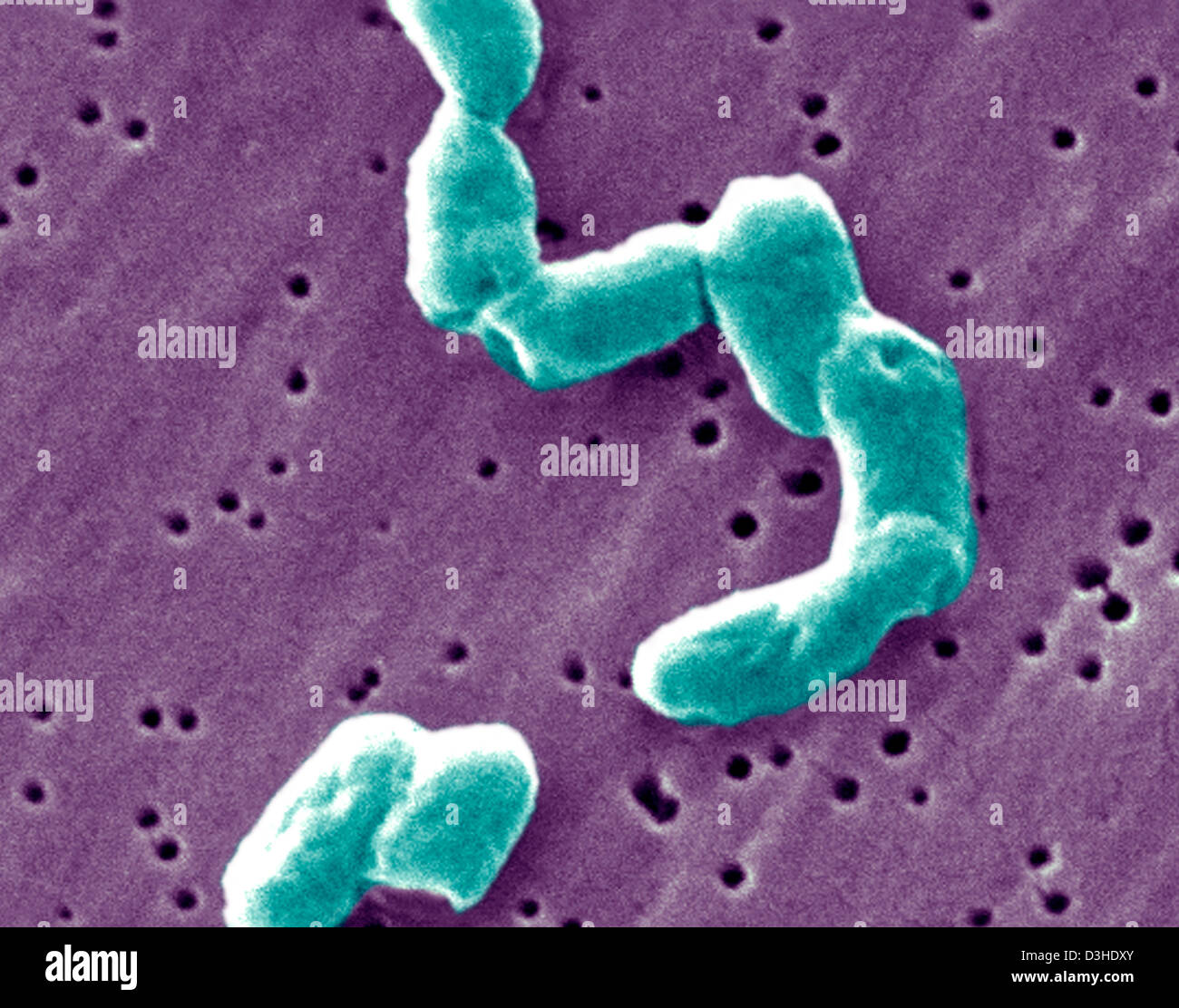 Salmonella infantis fotografías e imágenes de alta resolución Alamy