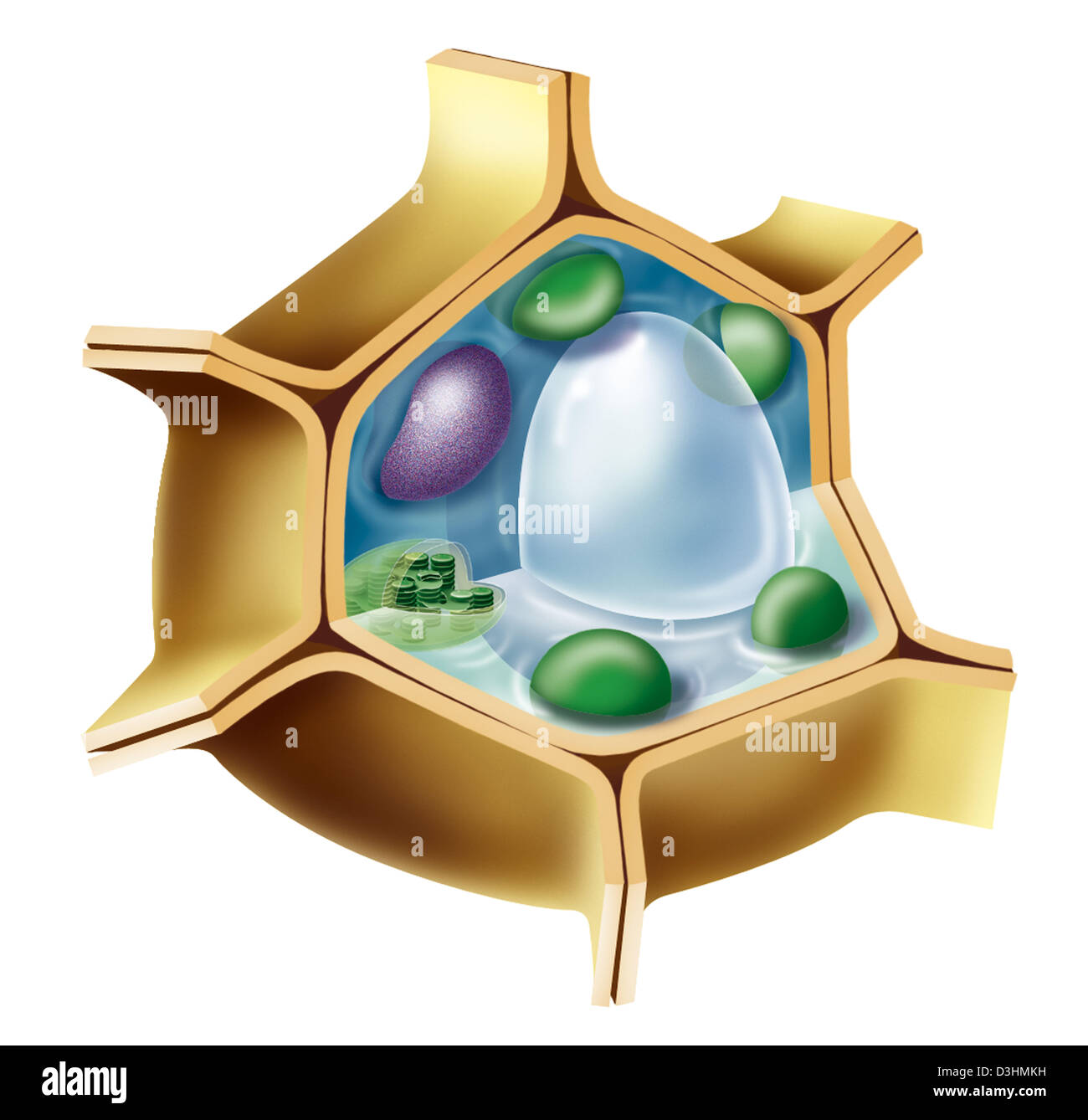 Célula vegetal, dibujo Fotografía de stock - Alamy