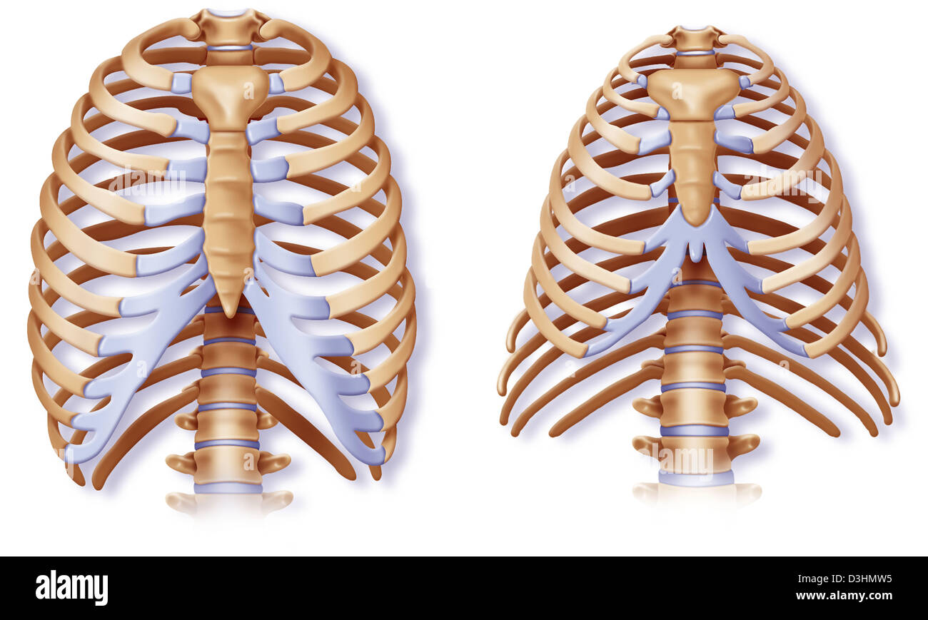 La anatomía comparada Fotografía de stock Alamy