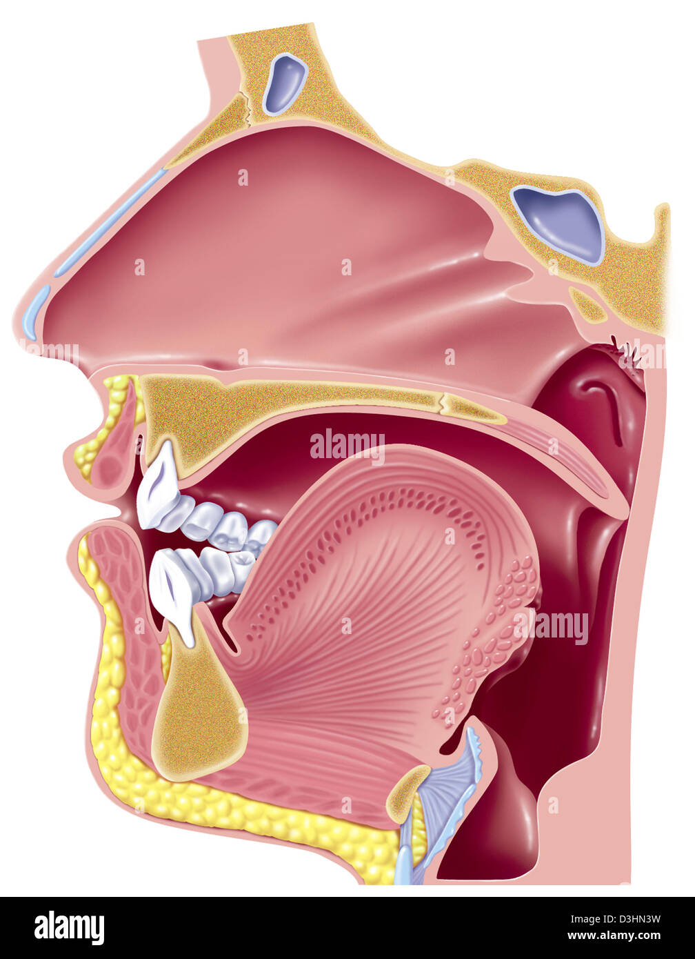 Fonación Fotos e Imágenes de stock - Alamy