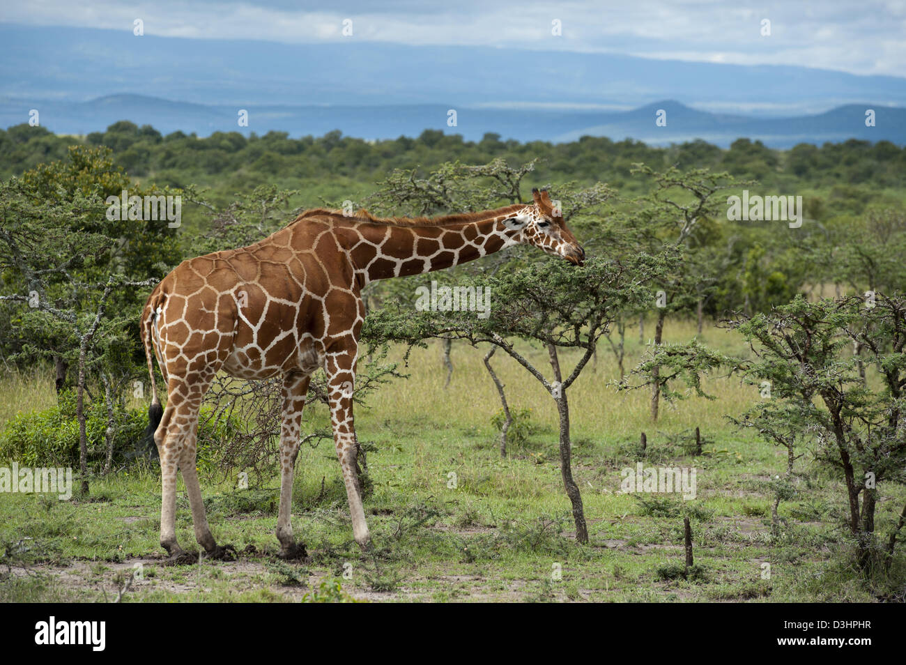 Jirafa reticulada ( Giraffa camelopardalis reticulata), Ol Pejeta Wildlife Conservancy, Laikipia, Kenya Foto de stock