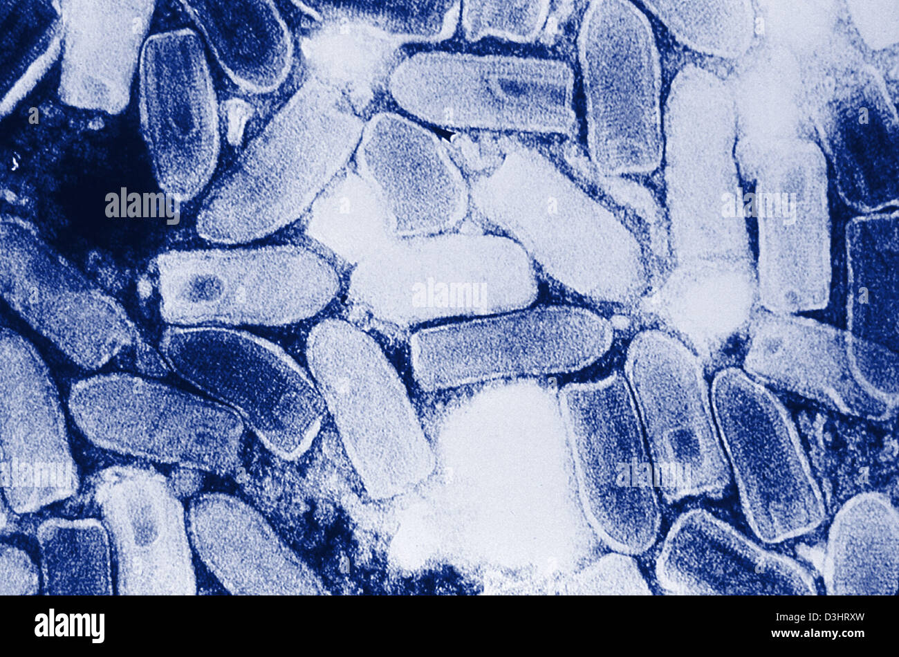 Virus de la estomatitis vesicular fotografías e imágenes de alta