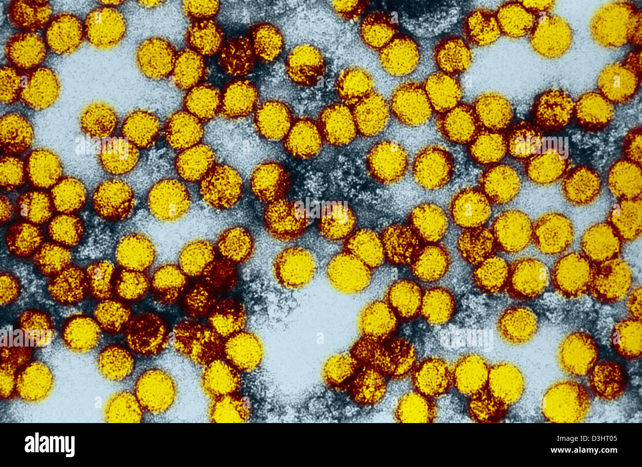 El virus de la fiebre amarilla Foto de stock