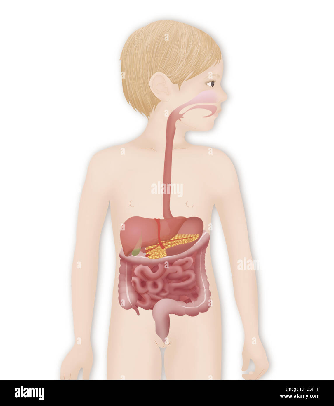 El sistema digestivo, ilustración Foto de stock