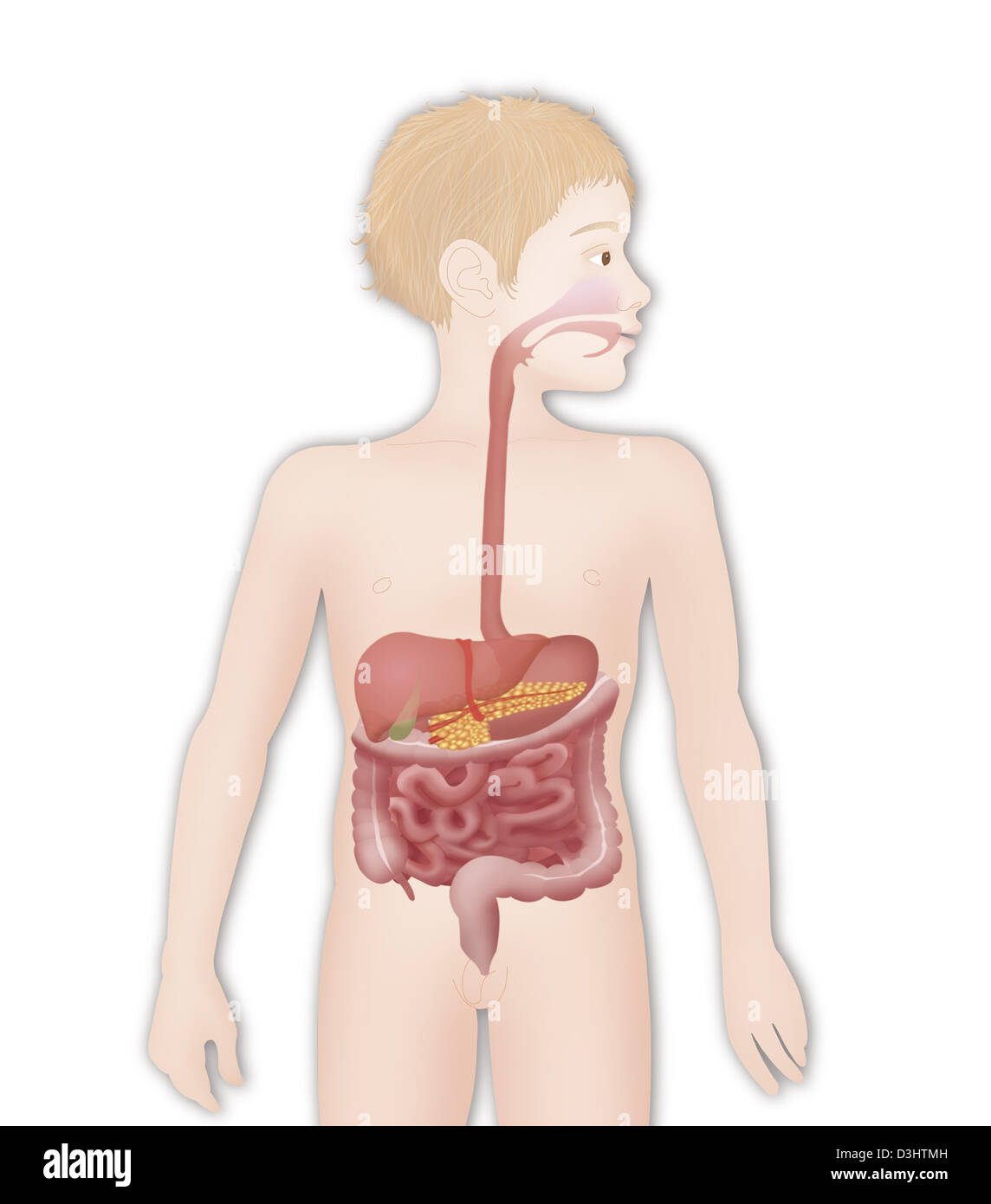 El sistema digestivo, ilustración Foto de stock