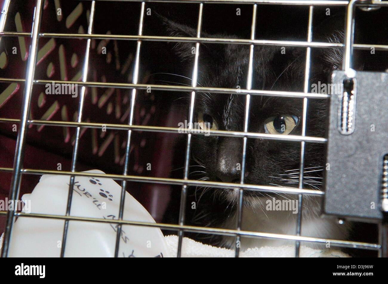 (Dpa) - Gato Billy parece curiosamente fuera de su jaula en el aeropuerto de Munich, Alemania, el 21 de abril de 2004. El felino ha regresado a Alemania de forma segura y en buen estado de salud de su casi tres semanas de viaje por avión a los Estados Unidos. Billy había salido de su caja de transporte durante un vuelo de regreso desde los Estados Unidos y pasó 18 días en el compartimiento de carga del avión sin ser discove Foto de stock