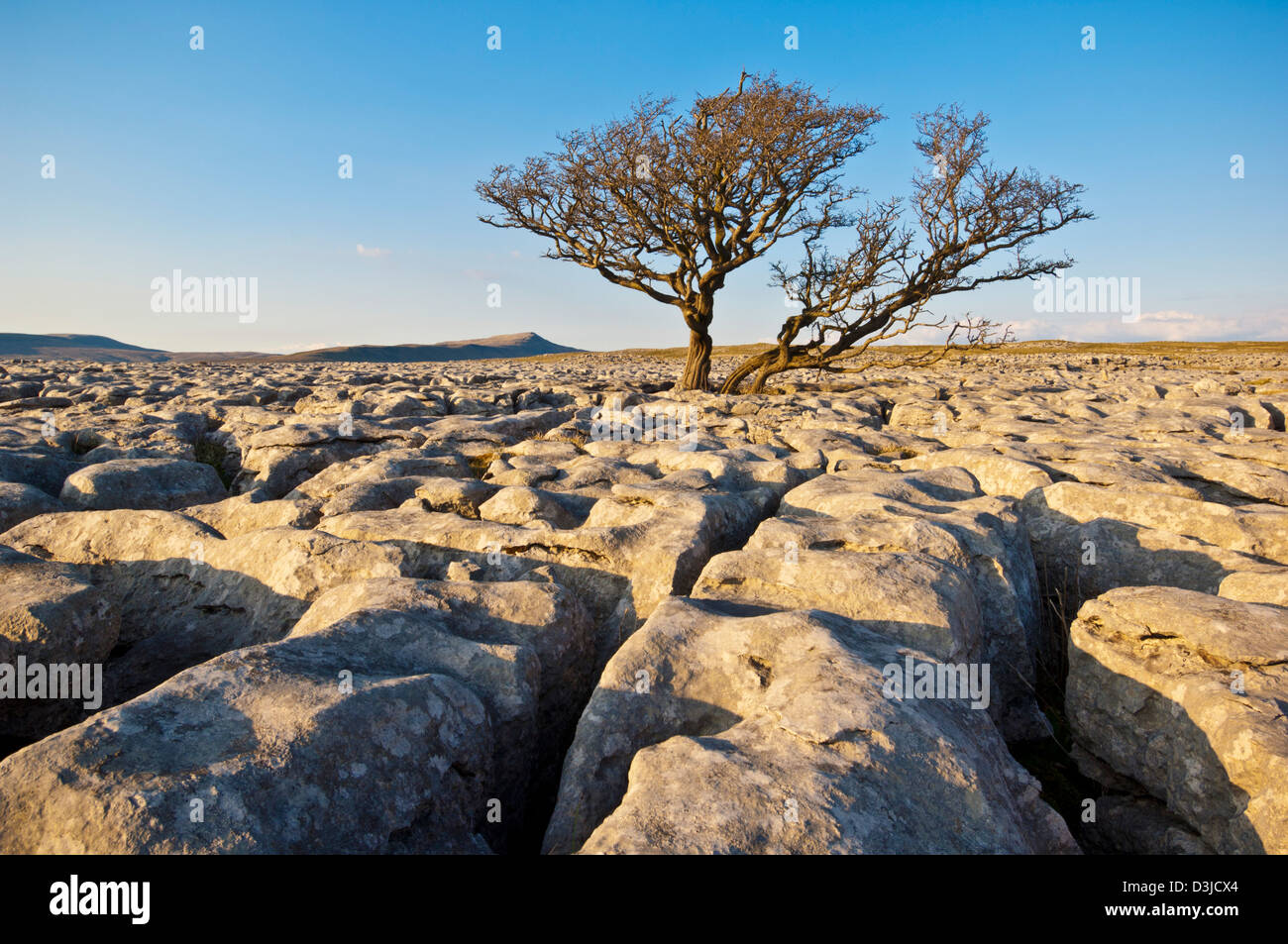 Árbol que crece a través del pavimento de piedra caliza blanca en cicatrices, Valles de Yorkshire, Inglaterra, GB, Reino Unido, EU, Europa Foto de stock