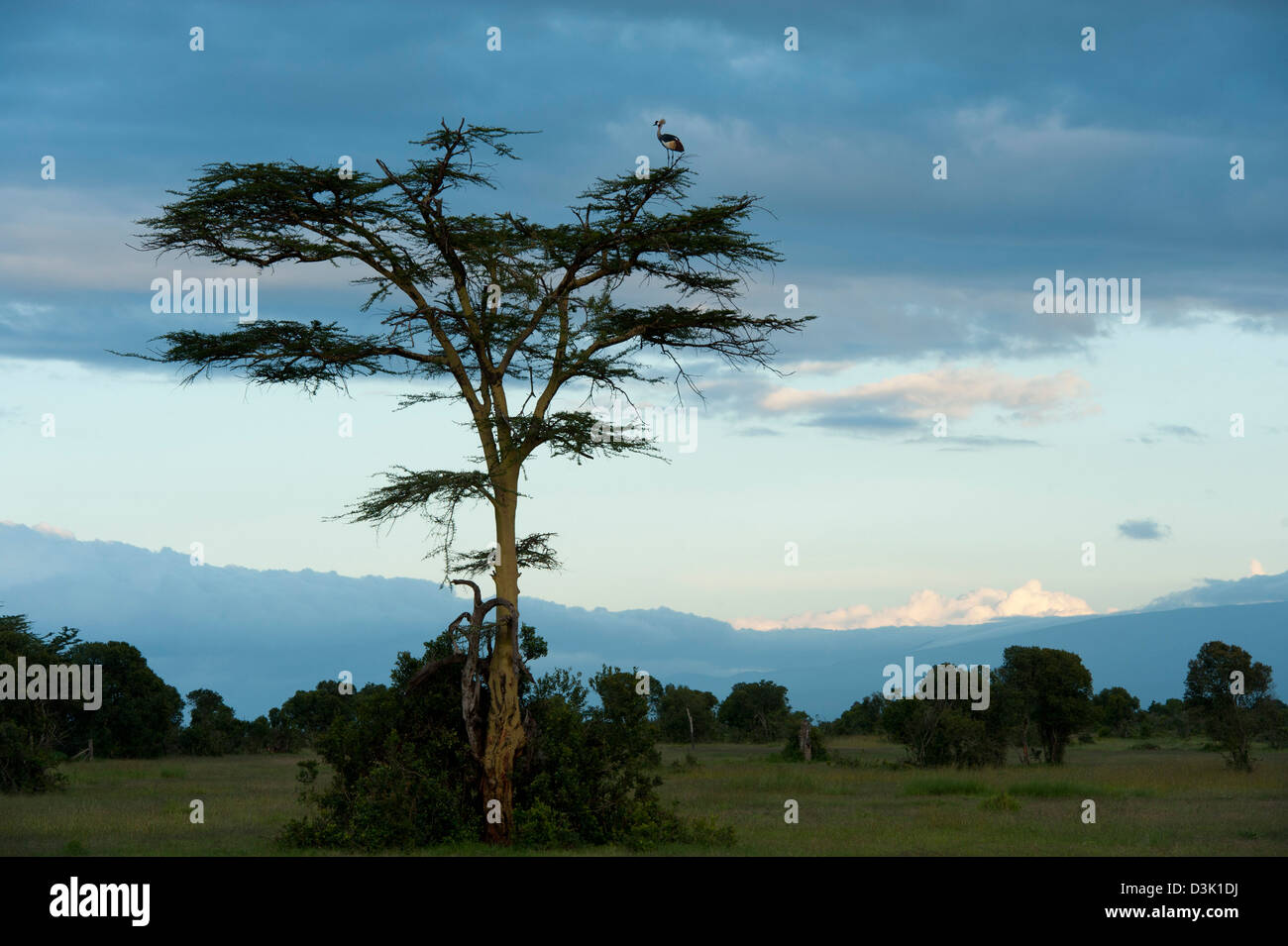 Gris (Balearica regulorum grulla coronada) sentada en un árbol de la fiebre amarilla al anochecer , Ol Pejeta Wildlife Conservancy, Laikipia, Kenya Foto de stock
