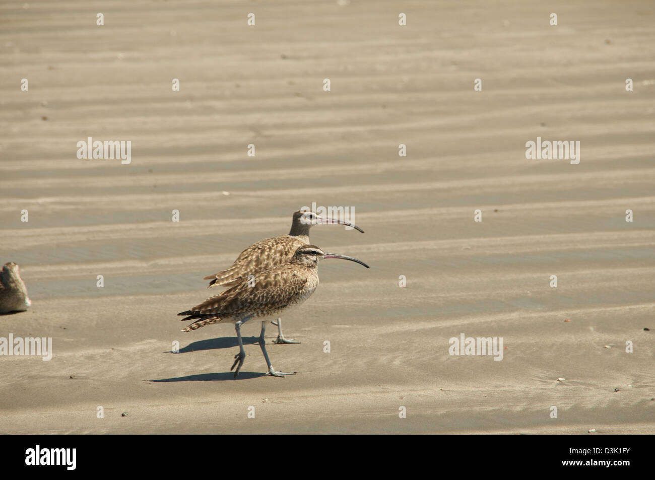 Pájaros de pico largo fotografías e imágenes de alta resolución - Alamy