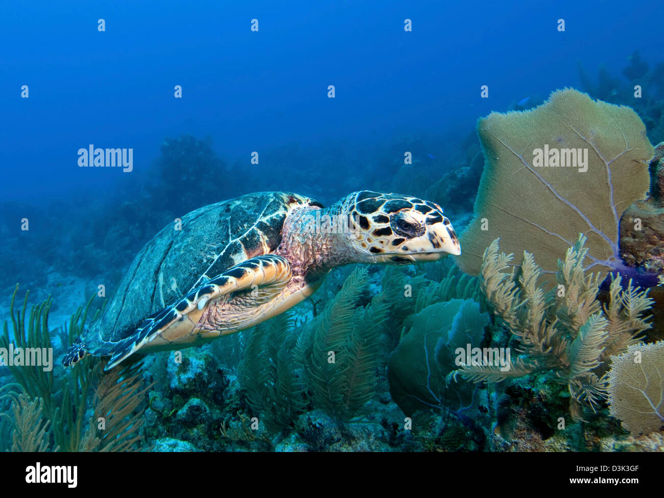 Tortuga Carey en arrecife caribeño. Foto de stock