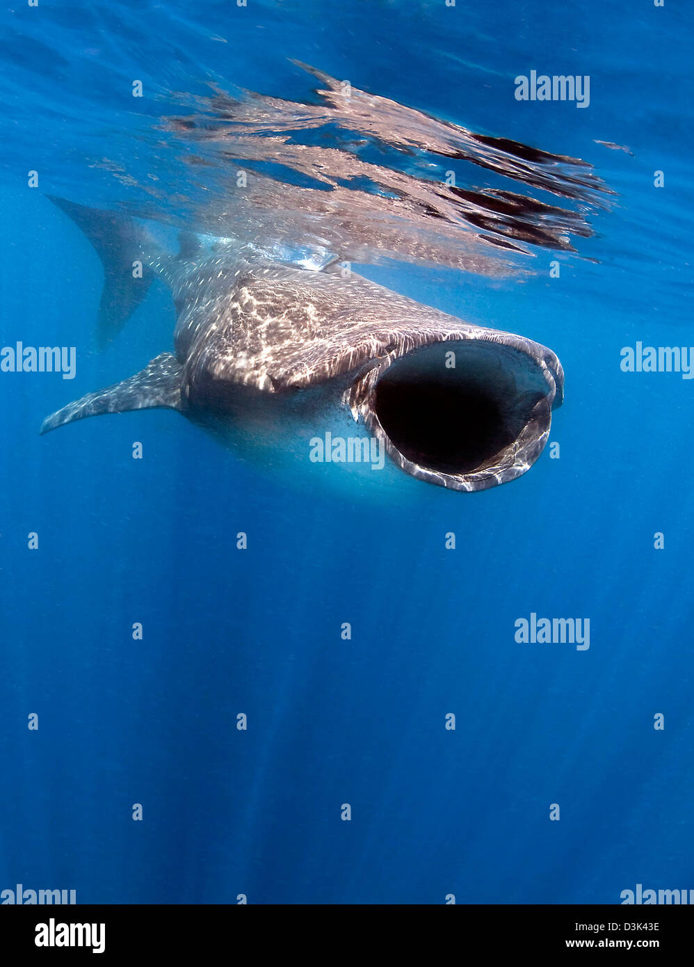 Alimentación de tiburones ballena en las costas de Isla Mujeres, México. Foto de stock