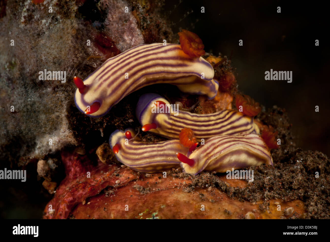 Clúster de Hypselodoris maridadilus babosas de mar. Foto de stock