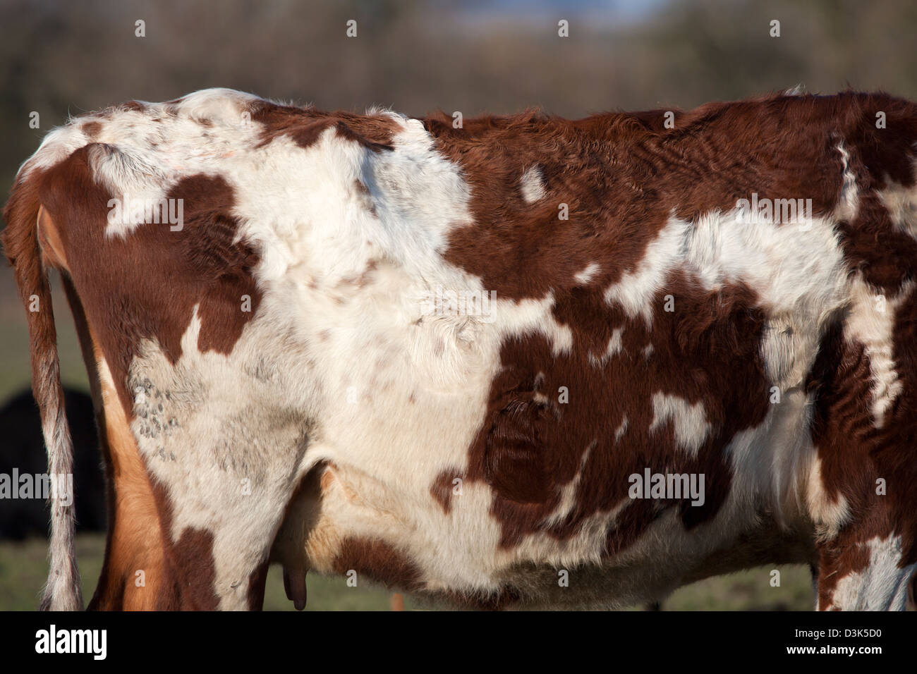 Piel de la vaca Foto de stock