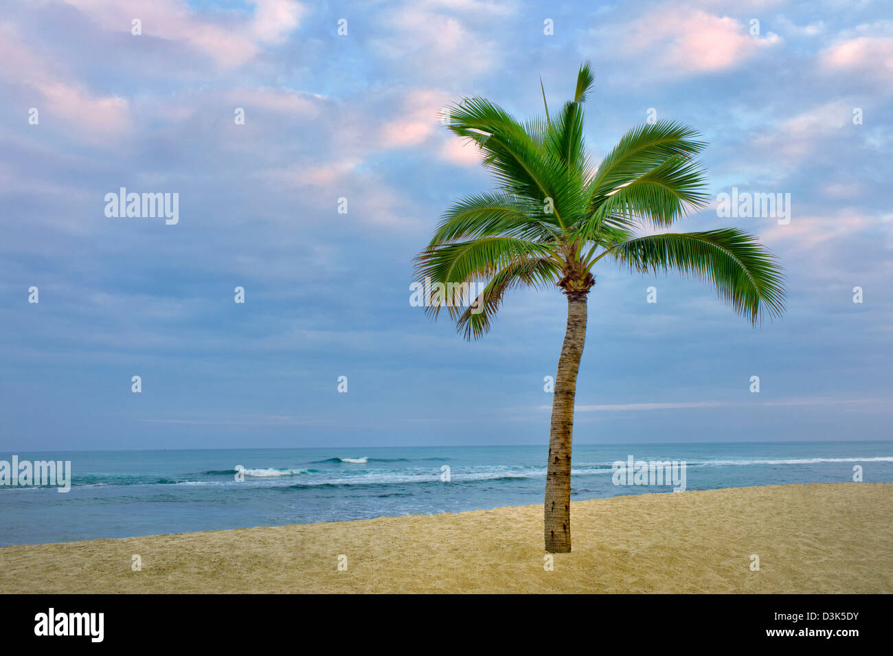 Palm Tree y el océano en la costa Kohala. La Isla Grande de Hawai. Foto de stock