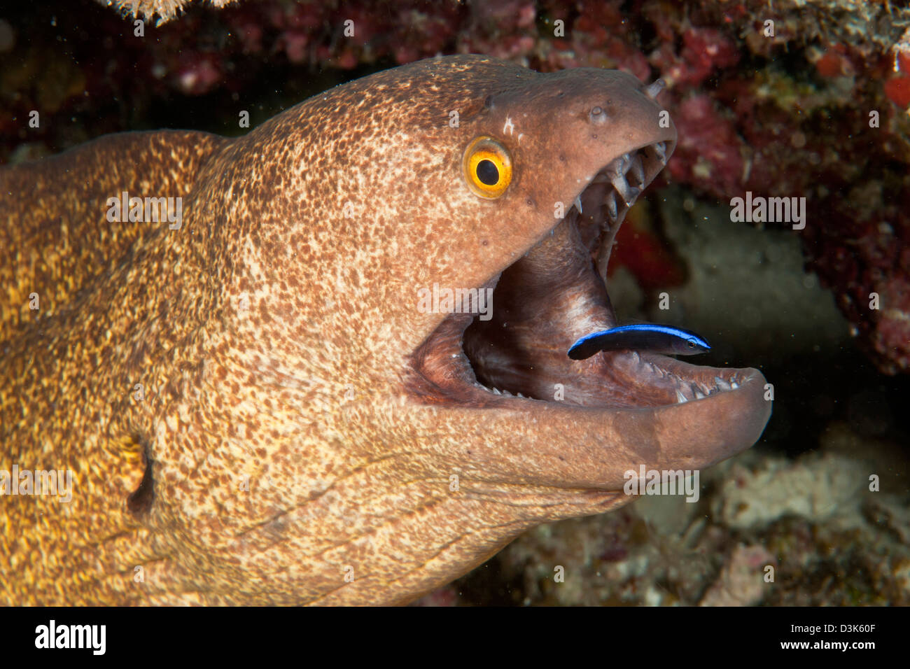 Anguilas Morenas Gigantes Y El Limpiador De Napoleon Ari Y Male Atoll Maldivas Fotografia De Stock Alamy