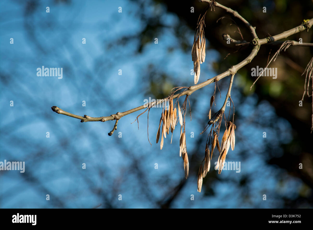 Los casos de semillas de un árbol de ceniza saludable en invierno Foto de stock