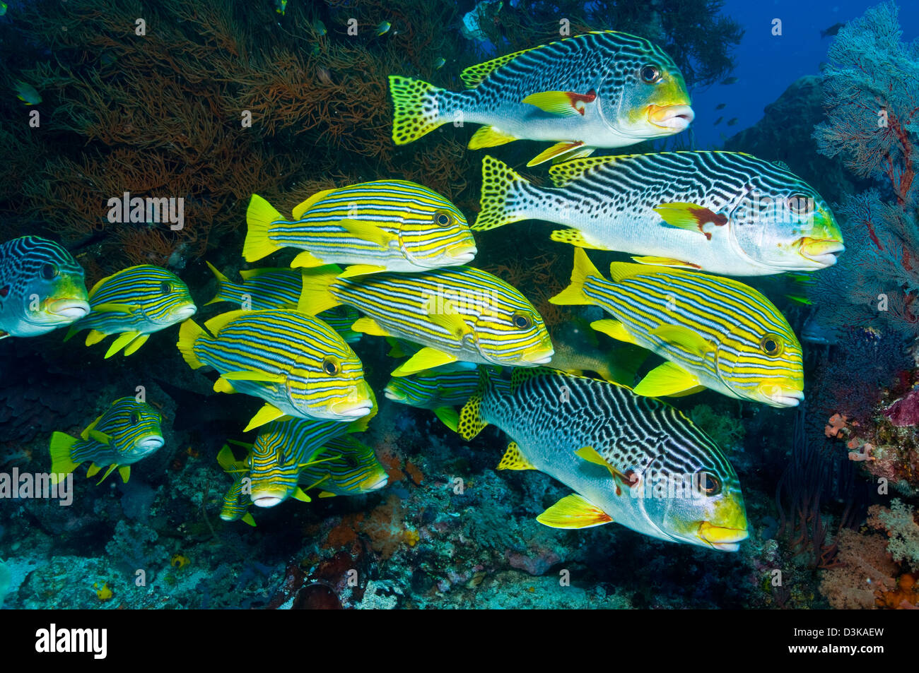 Bush y el coral negro amarillo amarillo y azul a rayas, peces sweeltip Komodo, Indonesia. Foto de stock