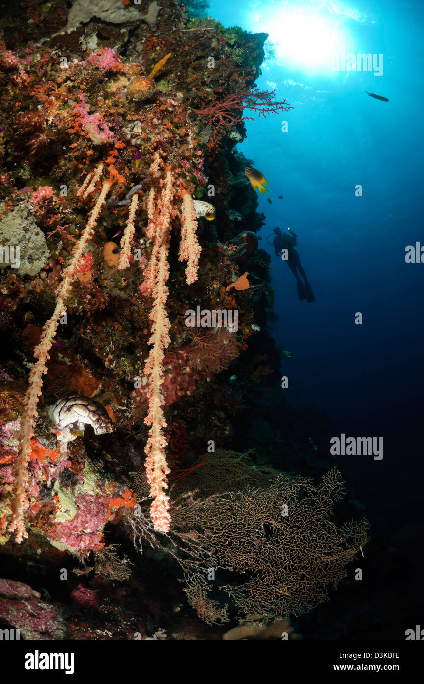 Arrecifes de coral blando, Indonesia. Foto de stock