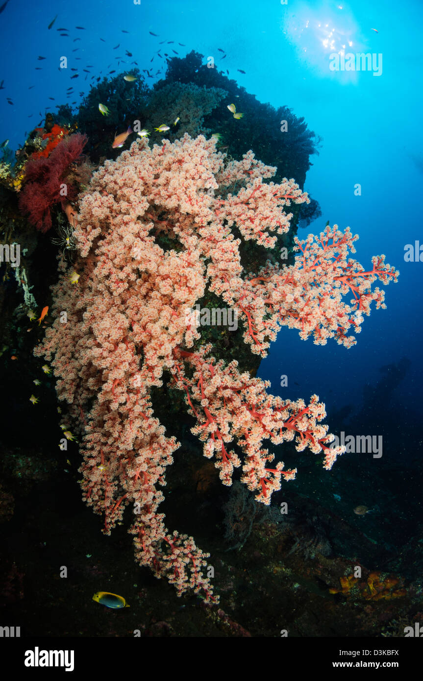 Coral blando en el pecio LIberty, Bali, Indonesia. Foto de stock