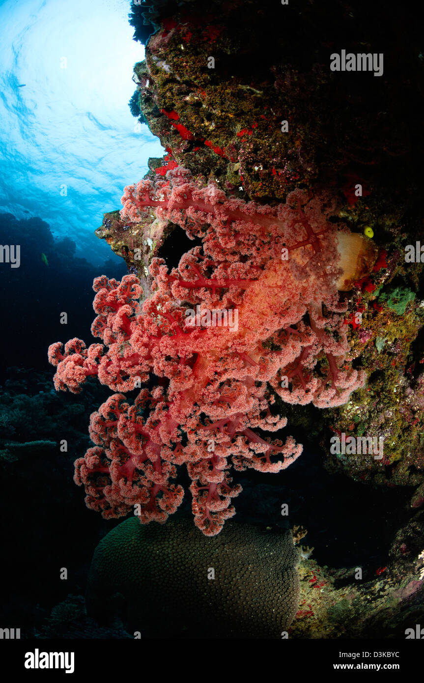 Los corales blandos, Fiji. Foto de stock