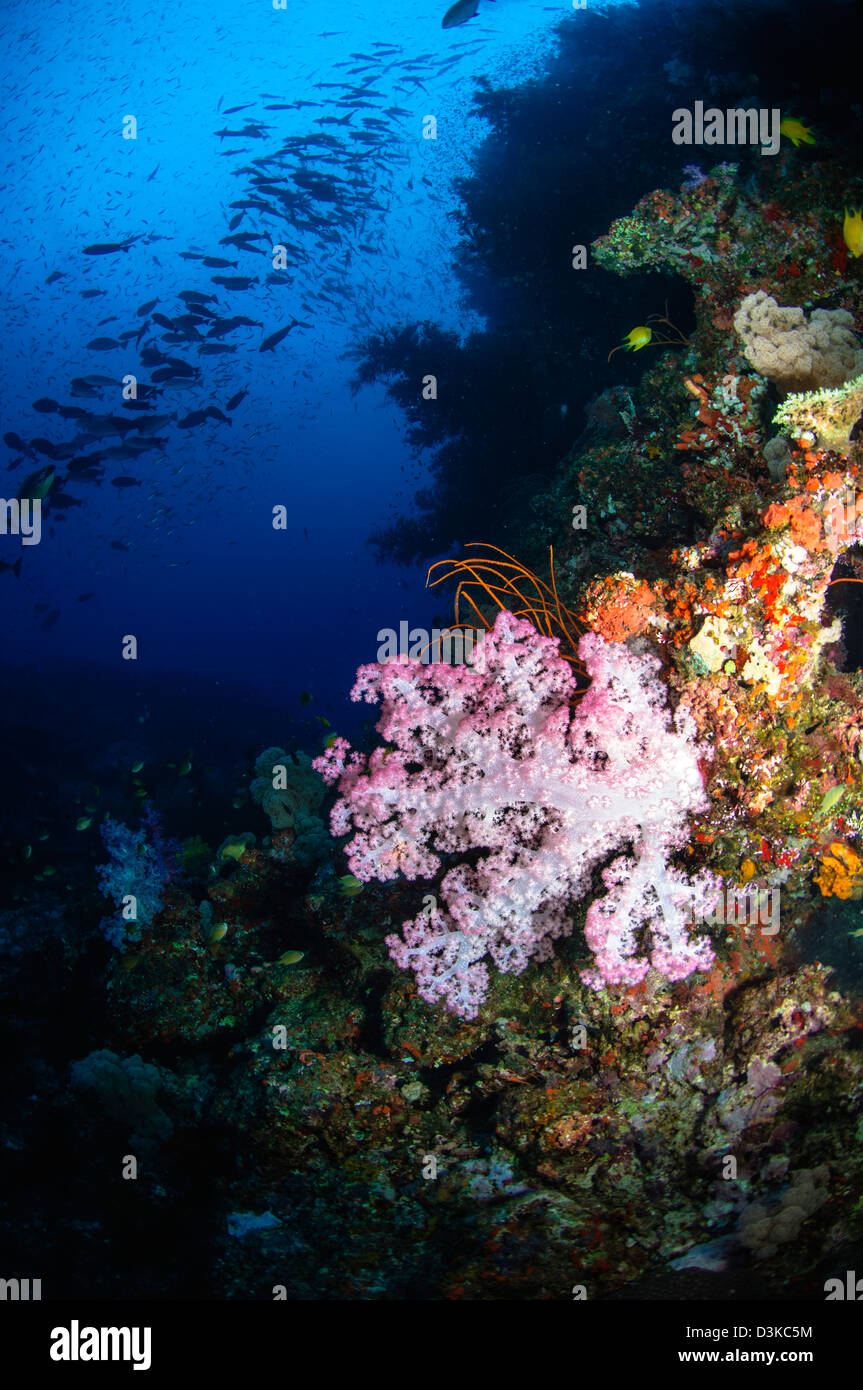 Los corales blandos seascape, Fiji. Foto de stock