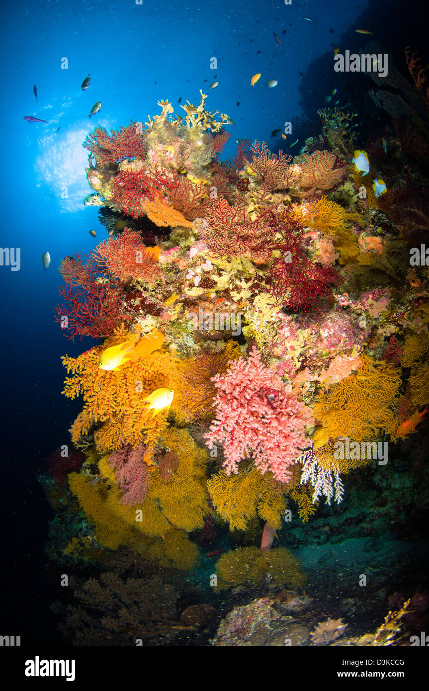 Seascape arrecifes de coral, en Australia. Foto de stock