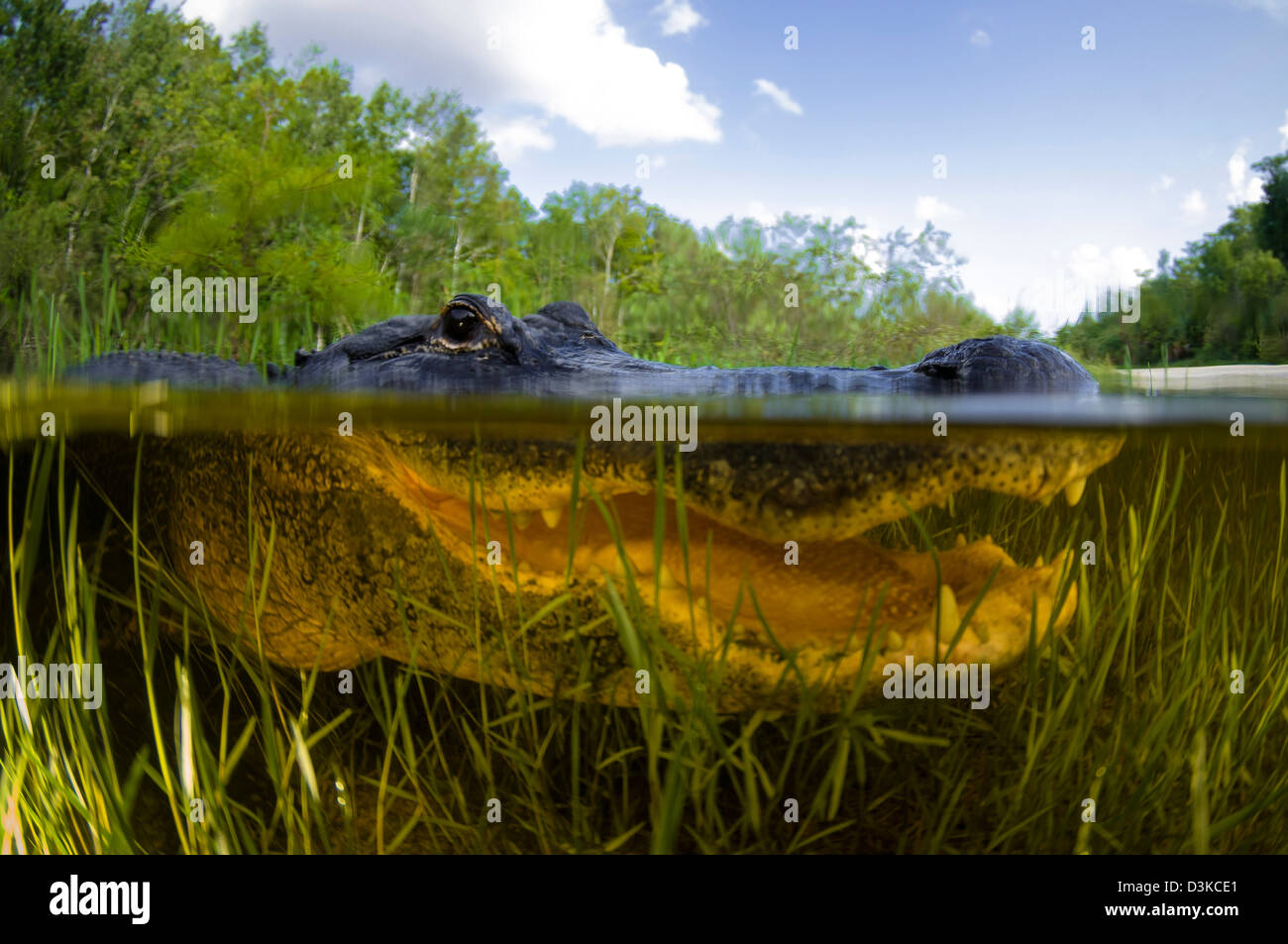 Cocodrilo Americano (Alligator mississipiensis) split sobre y bajo el agua shot, Florida Everglades, Florida. Foto de stock