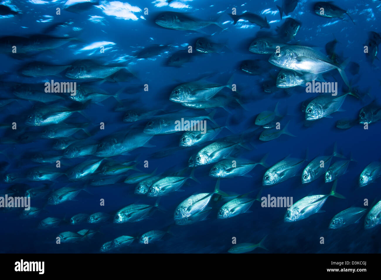 Escuela de tomas en movimiento, Belice. Foto de stock