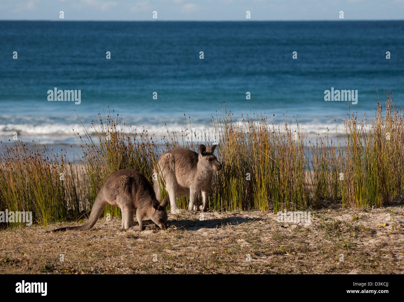 El método madre canguro gris oriental y juveniles de Joey playa pedregosa Murramarang Parque Nacional de la costa sur de Nueva Gales del Sur, Australia Foto de stock