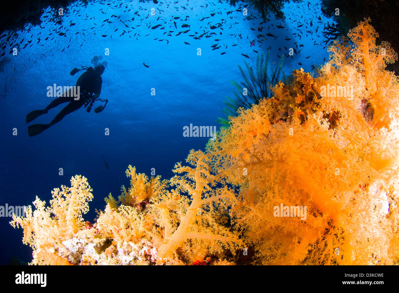 Fotógrafo buzo flotando sobre arrecifes de coral blando, Fiji, el Océano Pacífico. Foto de stock