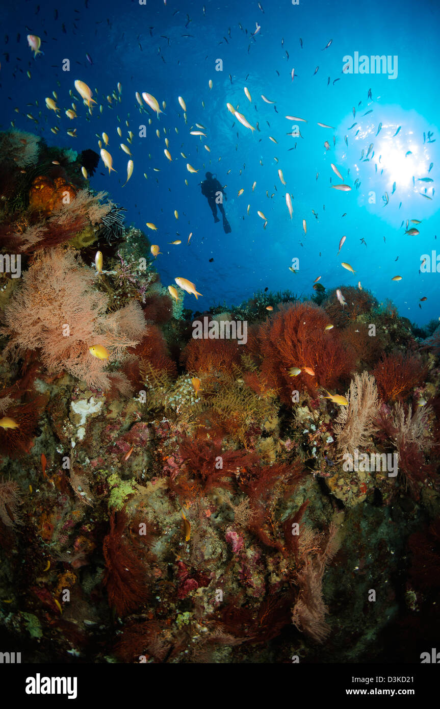 A lo largo de Arrecife Diver seascape, Indonesia. Foto de stock