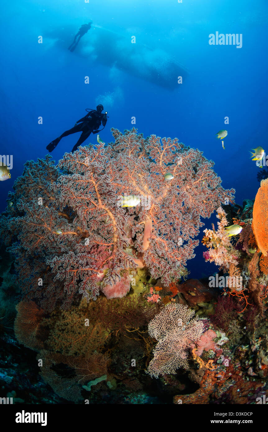 Diver nada más abanicos de mar, Indonesia. Foto de stock