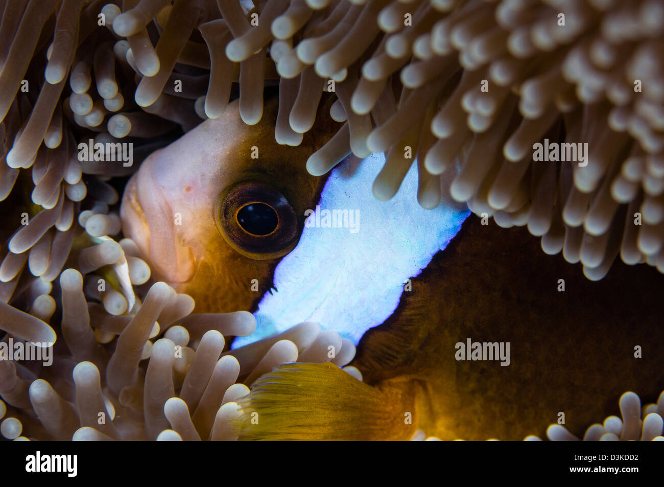 Anemonefish en una anémona, Australia. Foto de stock