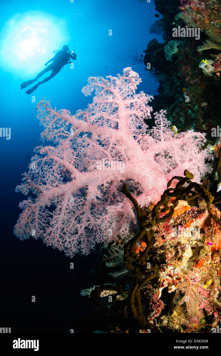 Diver sobre coral blando seascape, Indonesia. Foto de stock